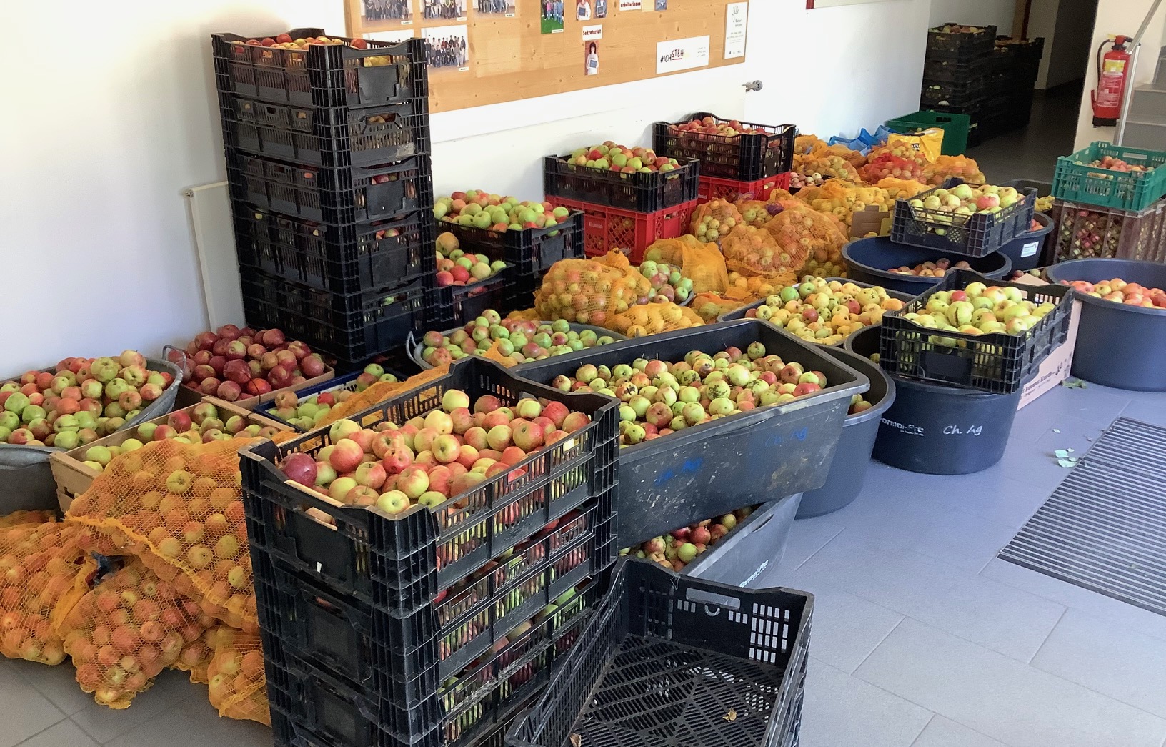 Mehr über den Artikel erfahren Apfel-Projekt an der Grund- und Mittelschule Bad Hindelang: Äpfel aus Hindelang für starke Kinder!
